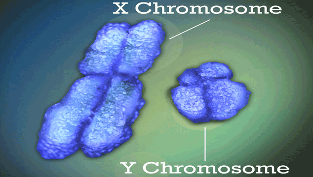 The Differences in X and Y Chromosomes