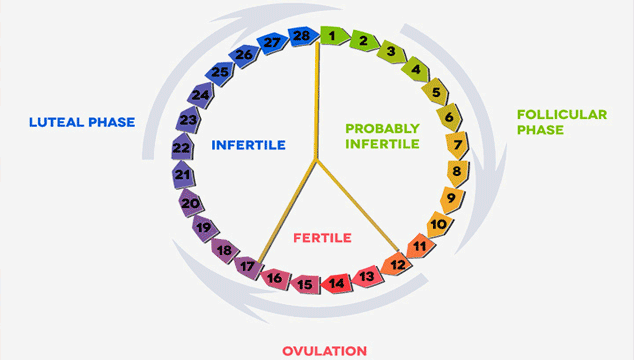 different phases in a woman's cycle