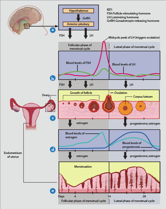 a woman's cycle and the different phases