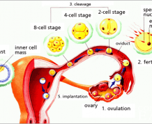 How to Get Pregnant with One Fallopian Tube