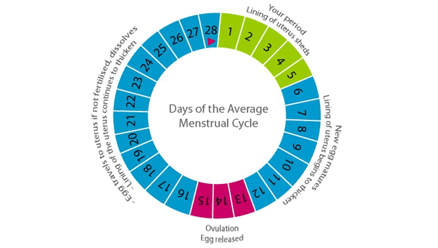 average menstrual cycle for women to track fertility