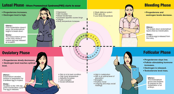 different phases in a woman's cycle