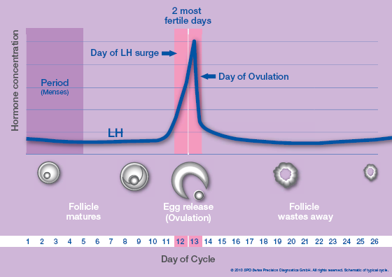 rise and fall of Luteinizing hormone - how to pinpoint ovulation