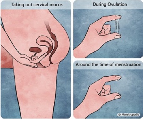 how to check cervical mucus