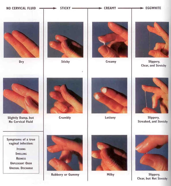 different types of cervical mucus in a woman's cycle