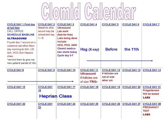 Timeline of Clomid use for a single cycle