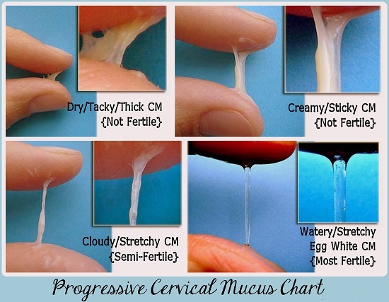 Cervical Changes to Track Ovulation