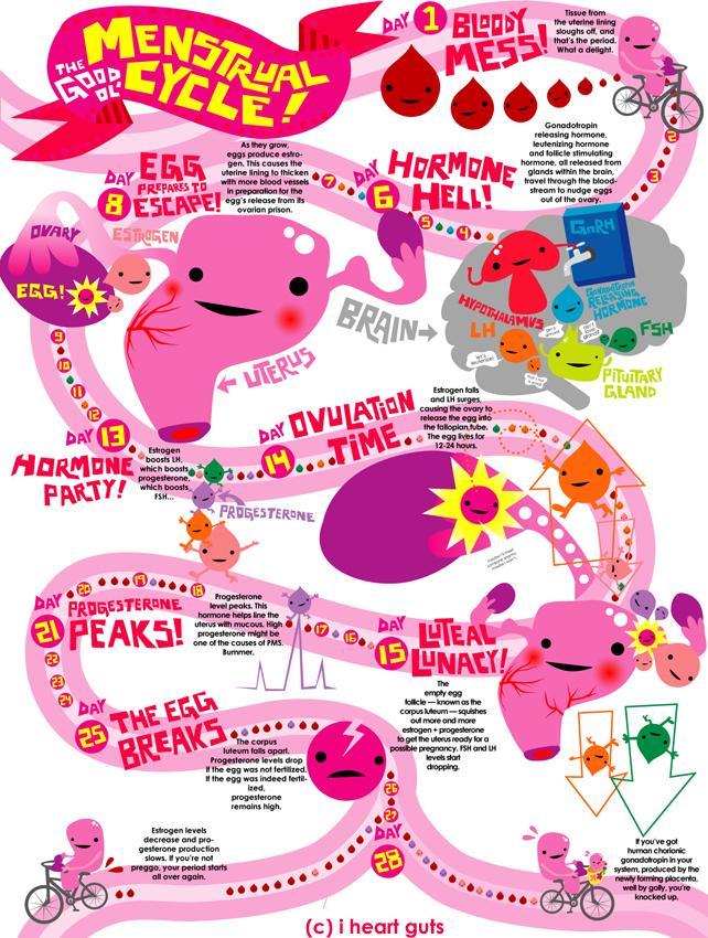 Complete guide to menstrual cycle