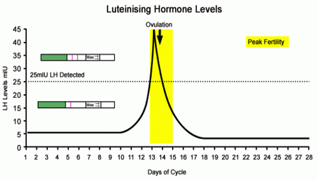 rise and fall of LH levels