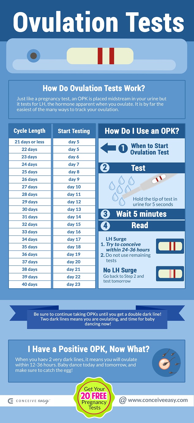 When do I Take an Ovulation Test Infographic