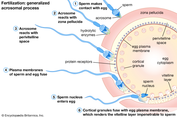 the process of fertilization