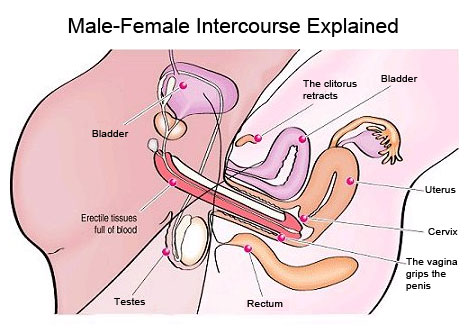 What happens during intercourse?