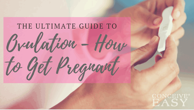 Ovulation---How-to-Get-Pregnant-The-Ultimate-Guide