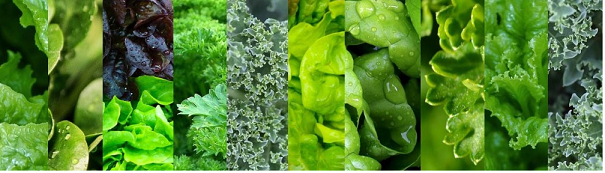 green leafy vegetables for fertility