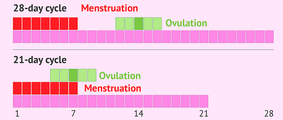 Is Ovulation Related to Menstruation?
