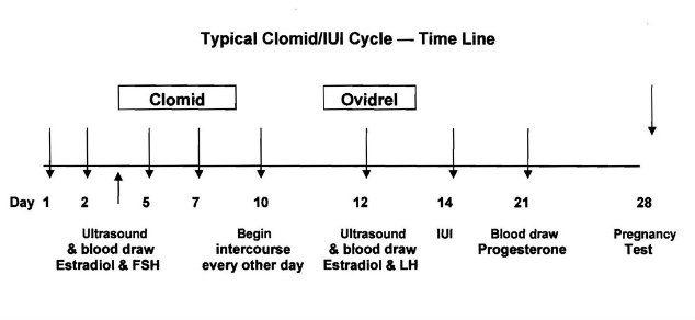 Clomid Cycle