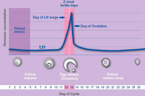 LH Surge during ovulation