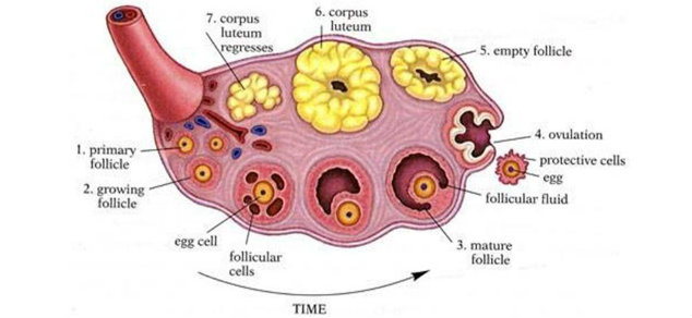 egg follicle in the ovary