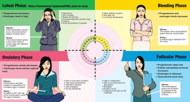 four phases of your menstrual cycle