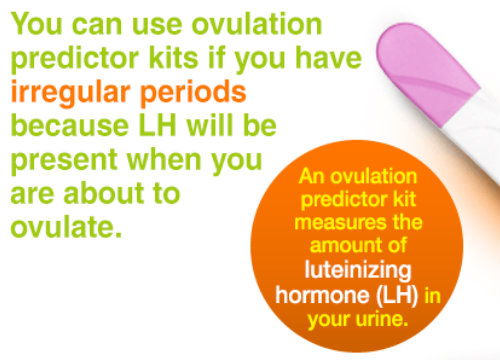 irregular ovulation cycles