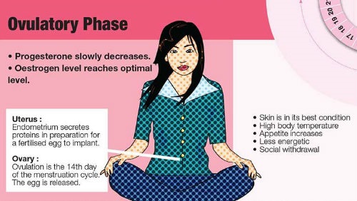 ovulatory phase