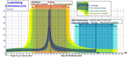 Luteinizing hormone (LH) during menstrual cycle