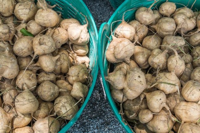 wild yam to increase fertility