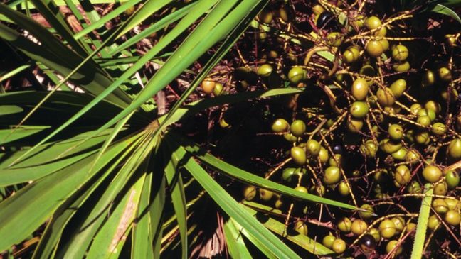 Saw Palmetto- herbs improve male fertility