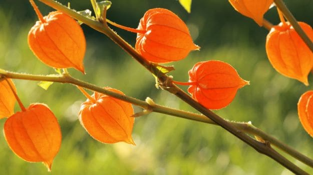 ashwagandha- herbs improve male fertility