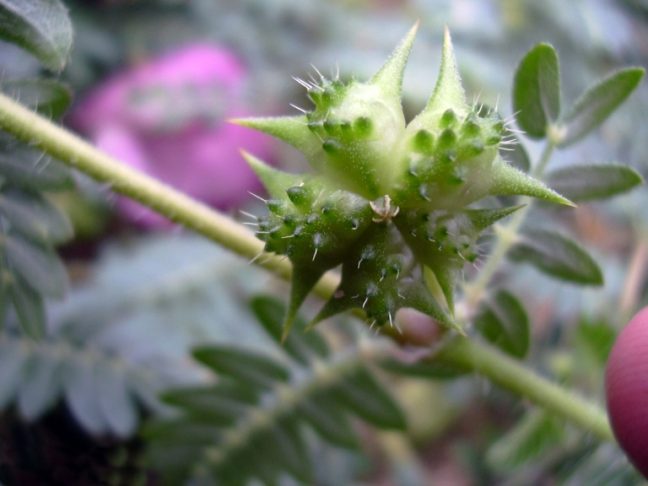 tribulus- herbs improve male fertility