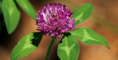 Red Clover - Chinese Herbs for Fertility