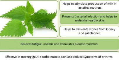 Stinging Nettle  - Chinese Herbs for Fertility