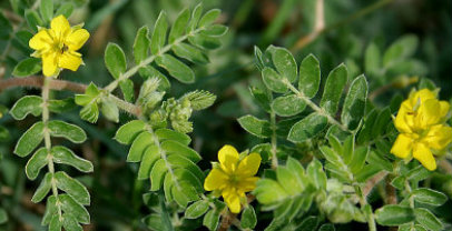 Tribulus terrestris - Chinese herbs for fertility