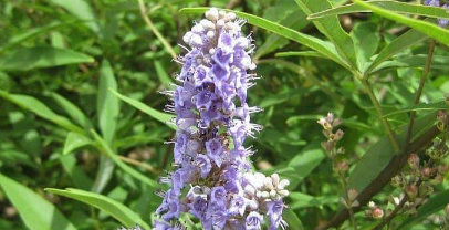 Vitex (Chaste Tree Berry) - Chinese herbs for fertility