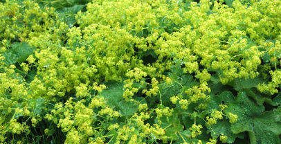  Lady's Mantle - Chinese Herbs for Fertility