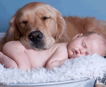 7-Ways-To-Prepare-Dog-for-New-Baby