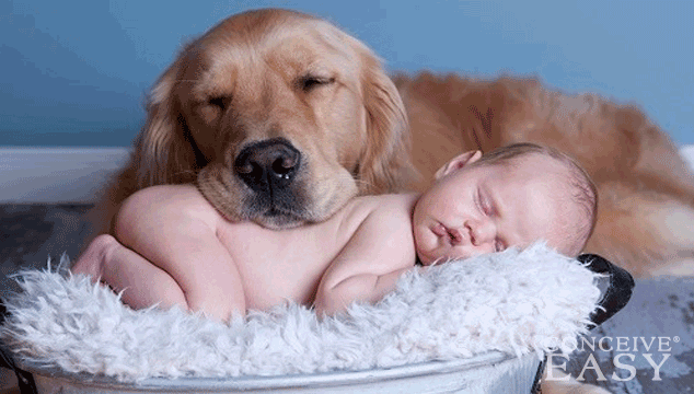 7-Ways-To-Prepare-Dog-for-New-Baby