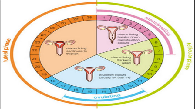 Top-7-Signs-That-You-Are-Not-Ovulating